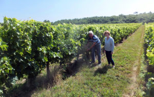 M. et Mme Arrivé dans les vignes du Domaine Elisabeth