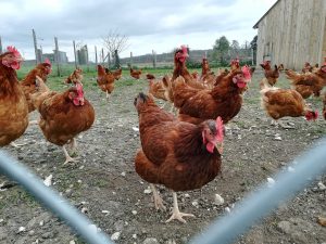 Poules de l'élevage Les cocottes des Fresneaux