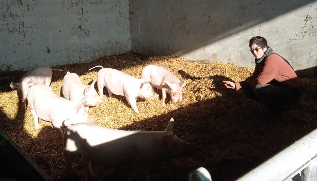 Elodie DUBUT et ses cochons