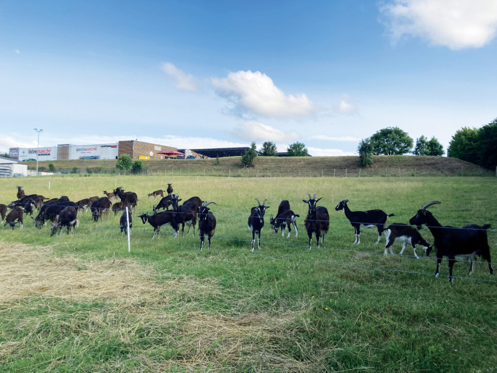 Chèvres de la Grange Chevreau