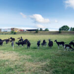 Chèvres de la Grange Chevreau