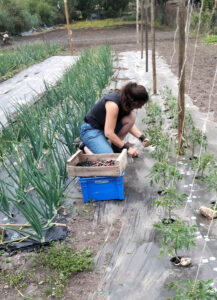 Angélique - Plantation Ô Pot'Âgé