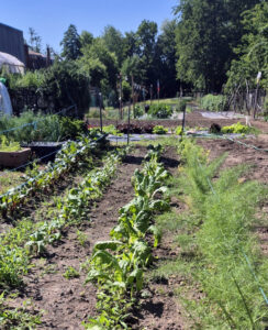 Jardin cultivé- Ô Pot'Âgé