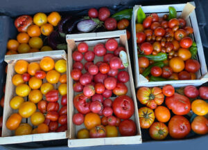 Tomates - Vallée des Ours